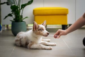 Emergency Care for Pets A Vet’s Perspective