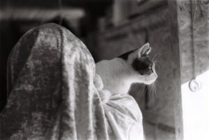 Healing Paws A Vet’s Journey