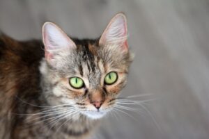 The Healing Touch Stories of a Veterinarian