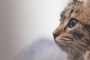 The Science Behind Veterinary Medicine