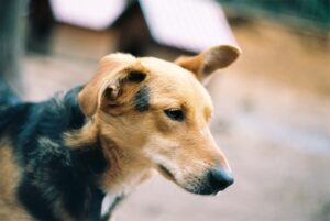 The Veterinary Clinic Behind the Scenes