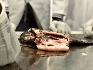 Vet Life Unleashed