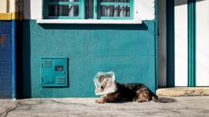 Vet on Call Emergency Animal Care