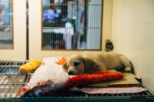 Veterinary Heroes